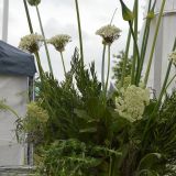 Gewerbeschau_2014_18