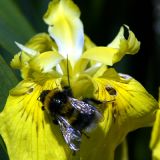 Hummel