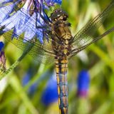 Libelle
