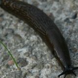 Nacktschnecke