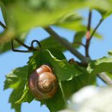 Schnecke