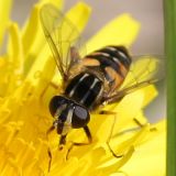 Schwebfliegen