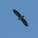 adler2