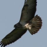 bussard3