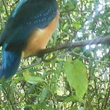 eisvogel