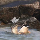 enten