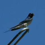 schwalbe
