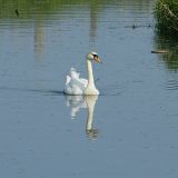 schwan
