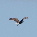 seeadler_im_anflug_von_jochenruser