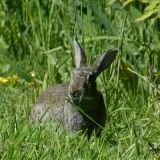 Kaninchen