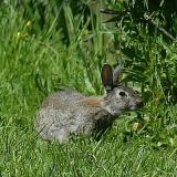 Kaninchen2