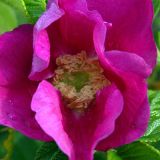 Strandrose