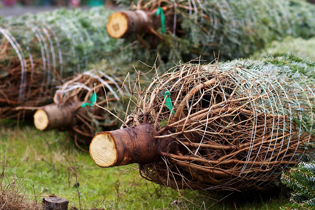 Wann kauft man am Besten einen Weihnachtsbaum?