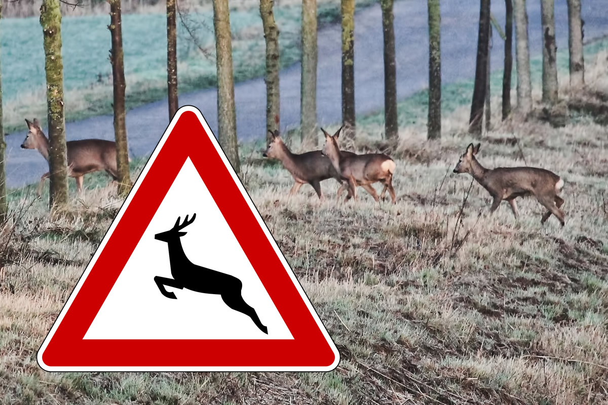 Achtung Wildwechsel!