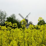 Arvid_Prepens